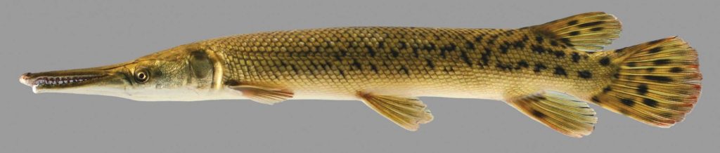 Spotted Gar fish detailed profile with long snout and dark spots on gray background wallpaper