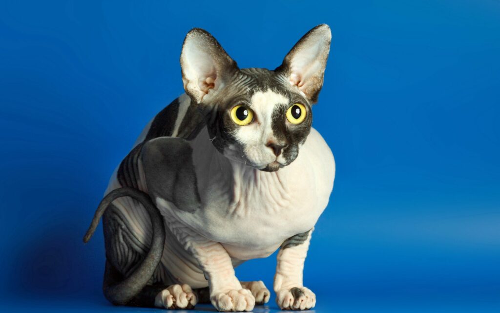 Vibrant Blue Background: Unique Spotted Sphynx Cat Wallpaper 2560x1600