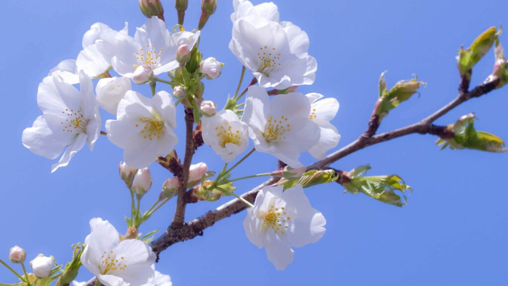 Spring Branch with White Blossoms: Beautiful Wallpaper Background