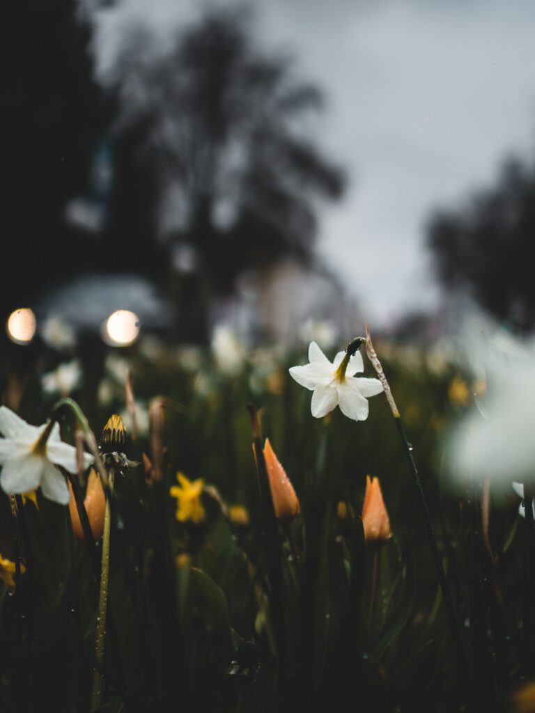 Stunning Macro Daffodil Wallpaper with Freshness & Vibrancy