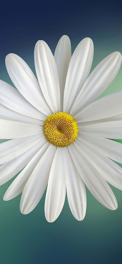 Vibrant White Daisy iPhone Wallpaper on Calming Blue-Green Background