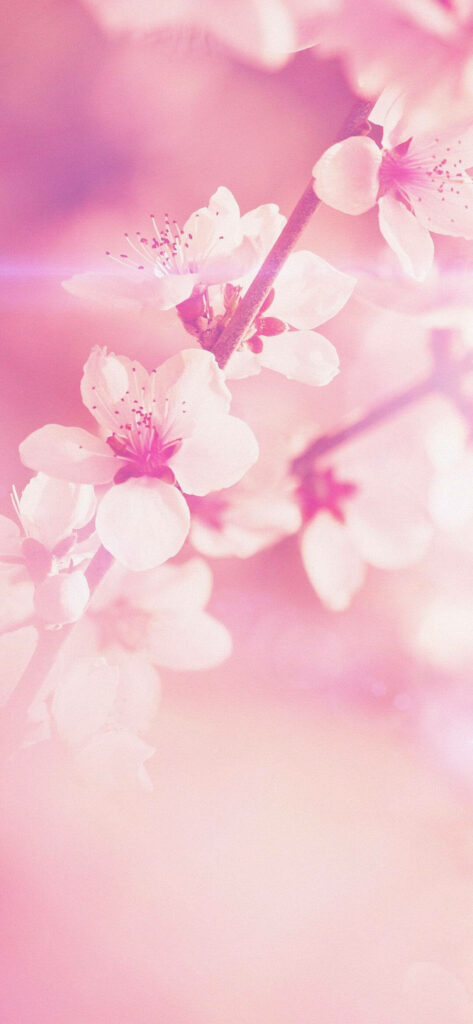 Spring Flowers iPhone Wallpaper: Elegant Pink Nature Background