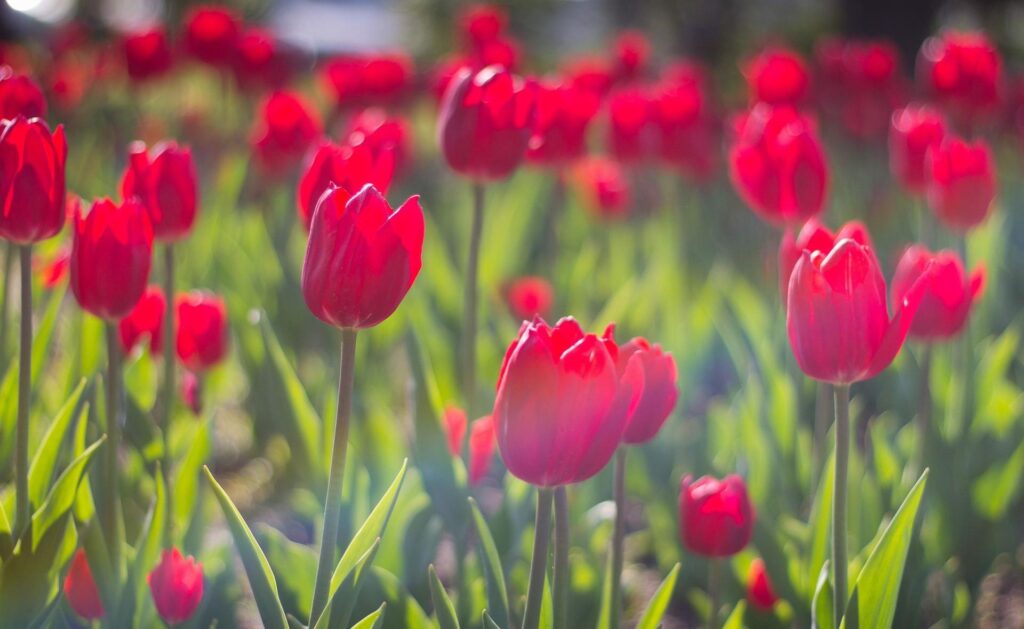 Sunny Spring Scene: Close-Up of Blooming Red Tulips in Flowerbed Wallpaper