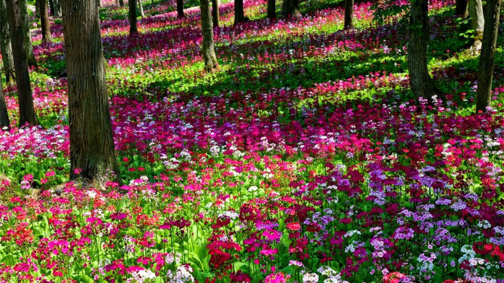 Colorful Spring Forest Wallpaper: Lush Flowers & Sunlit Canopy