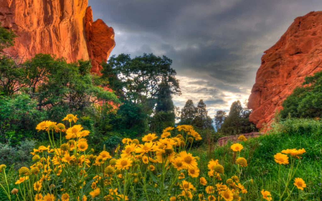 Stunning Spring Landscape Wallpaper: Yellow Flowers & Red Rocks
