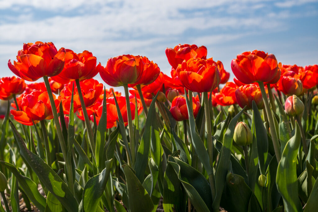 Vibrant Red Tulip Field Wallpaper in Spring Sunlight - Scenic Background
