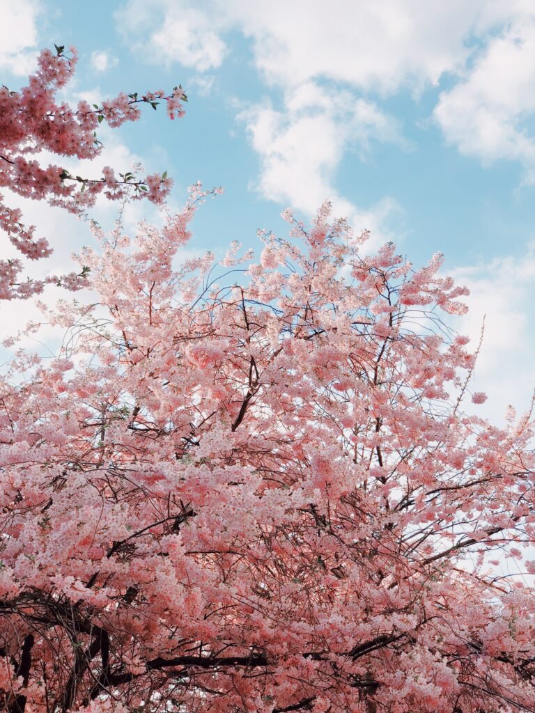 Serene Spring Wallpaper: Cherry Blossoms & Blue Sky Background