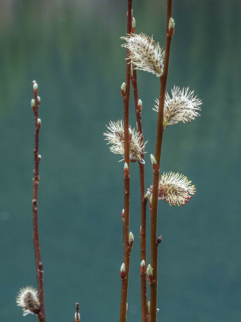 Macro Photo: Delicate Budding Flowers on Branches - Spring Wallpaper