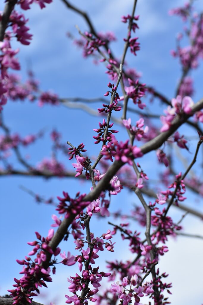 Stunning Pink Flower Wallpaper Against Clear Blue Sky - Spring Essence
