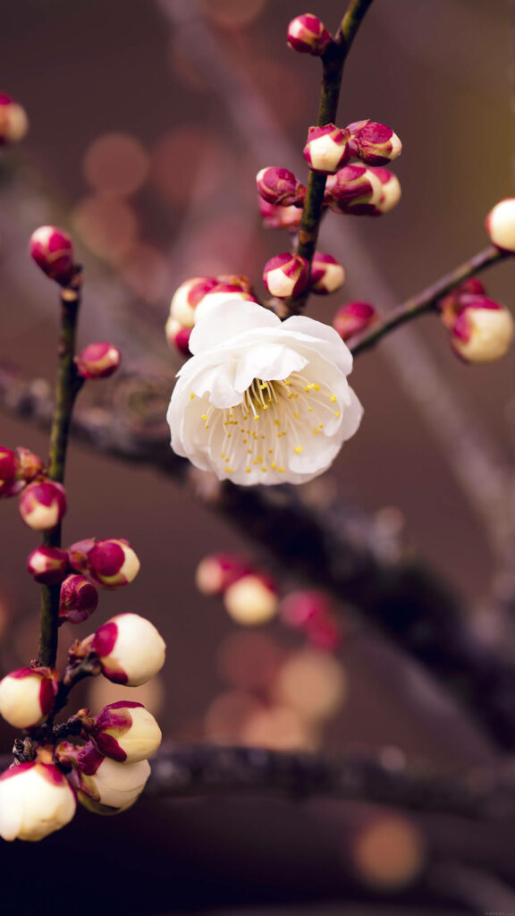 Stunning Spring Wallpaper: Delicate White Blossoms & Red Buds