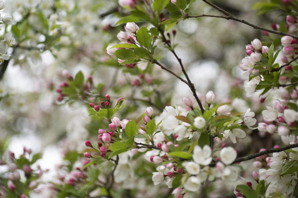 Dreamy Spring Wallpaper: Delicate Flowers & Lush Green Background
