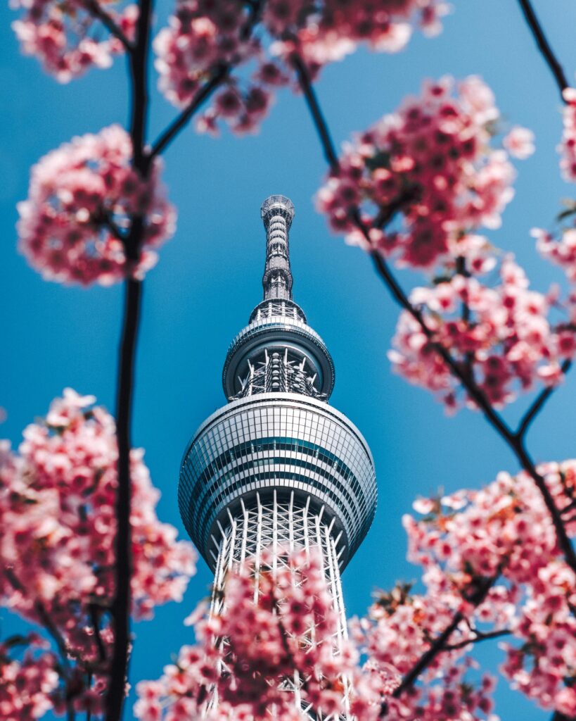 Stunning Spring Wallpaper: Architectural Masterpiece & Blooming Sakura