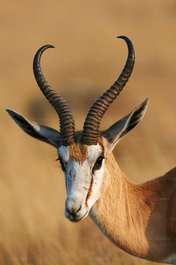 Close-up of a Springbok with curved horns in warm golden light wildlife portrait wallpaper background