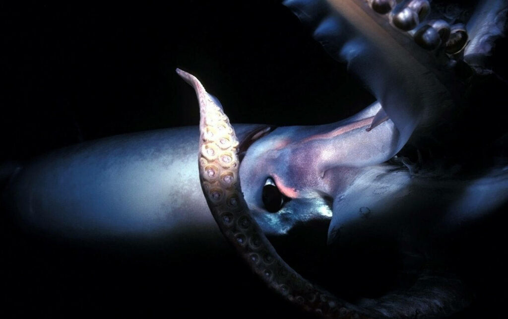 Dramatic Squid Tentacles Wallpaper: Captivating Underwater Detail