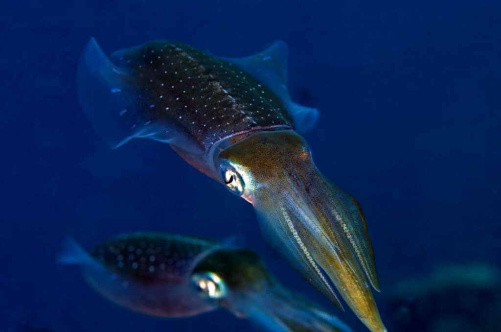 Beautiful Squid Wallpaper: Mesmerizing Deep Blue Underwater Background