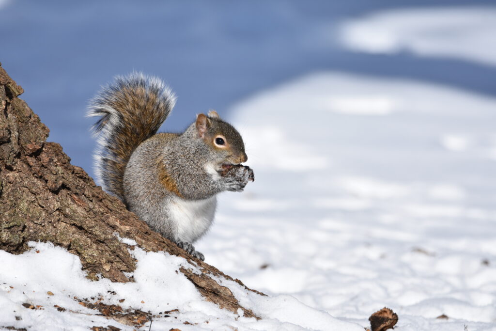 Squirrel on Tree Bark in Snowy Landscape - High-Resolution Wallpaper