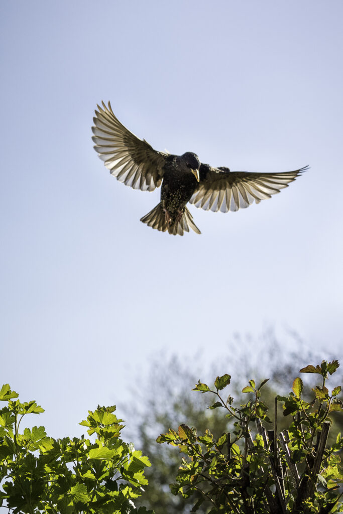 Stunning Starling in Flight: Graceful Bird Over Green Foliage Wallpaper