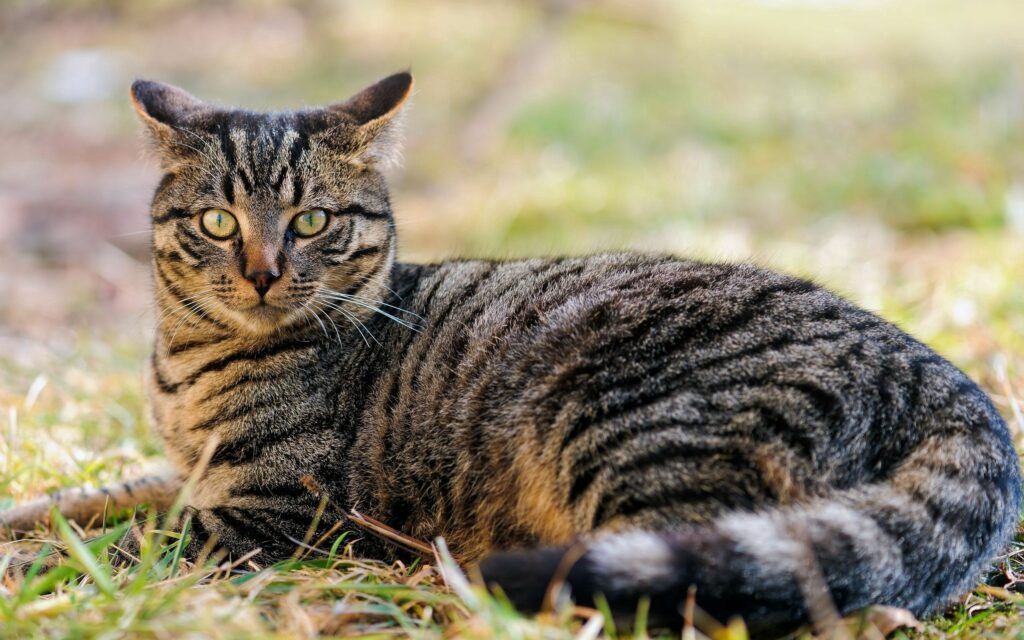 Captivating Striped Cat Wallpaper with Distinct Markings in Nature