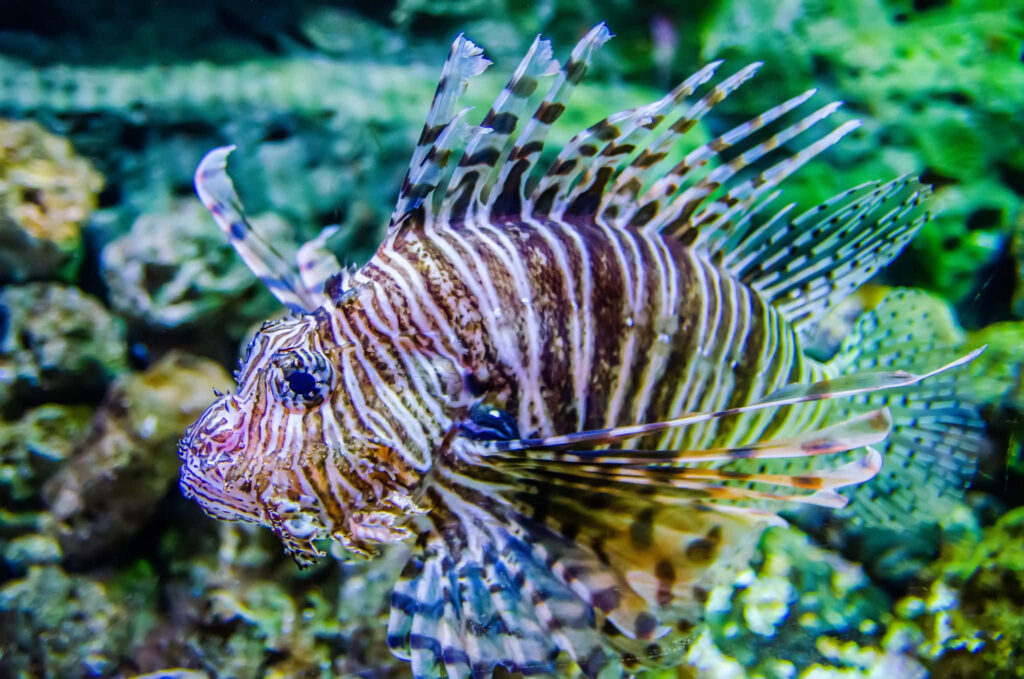 Vibrant Underwater Scene: Striped Lionfish Amidst Coral Reef Wallpaper