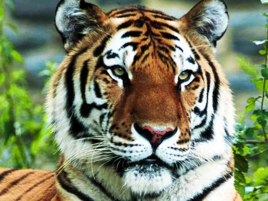 Majestic Striped Tiger Close-Up Wallpaper with Lush Green Background