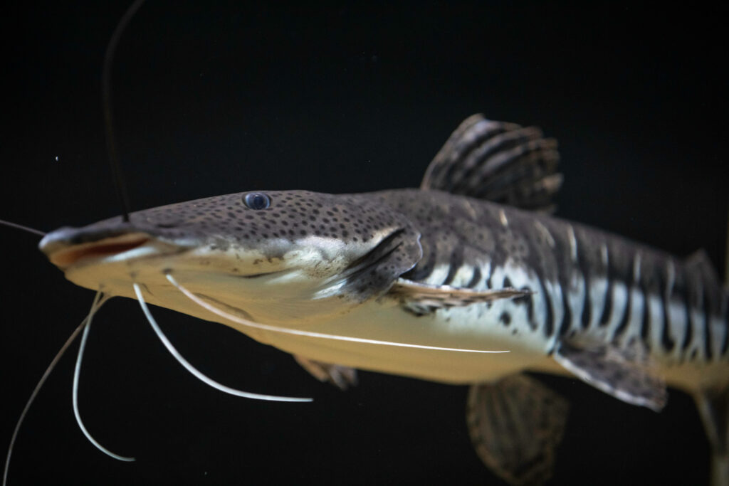 Close-Up Sturgeon Wallpaper: Stunning Details on Dark Background