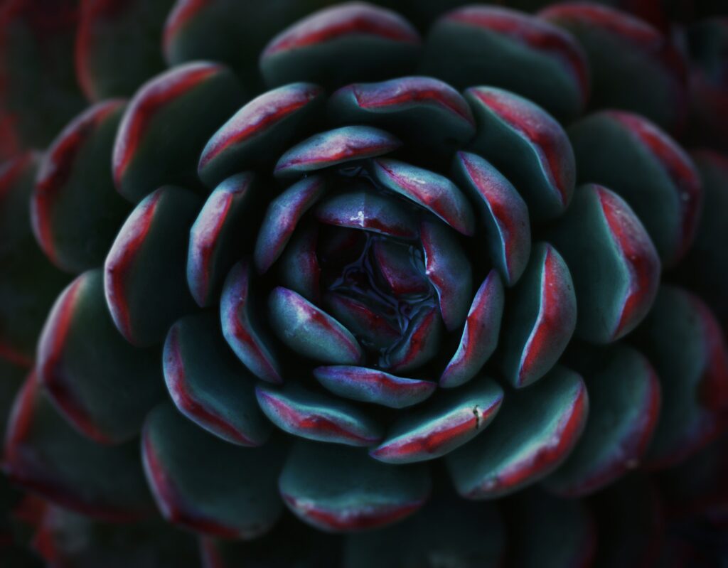 Macro Succulent Wallpaper: Vibrant Green & Red Layered Petals