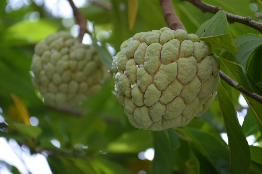 Textured Sugar Apple Wallpaper with Lush Green Leaves Background