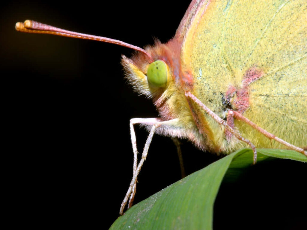Close-Up of Sulphur Butterfly: Vibrant Wings & Leaf Wallpaper