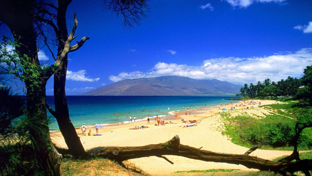 Serene Summer Beach: Golden Sand, Turquoise Ocean & Lush Foliage Wallpaper