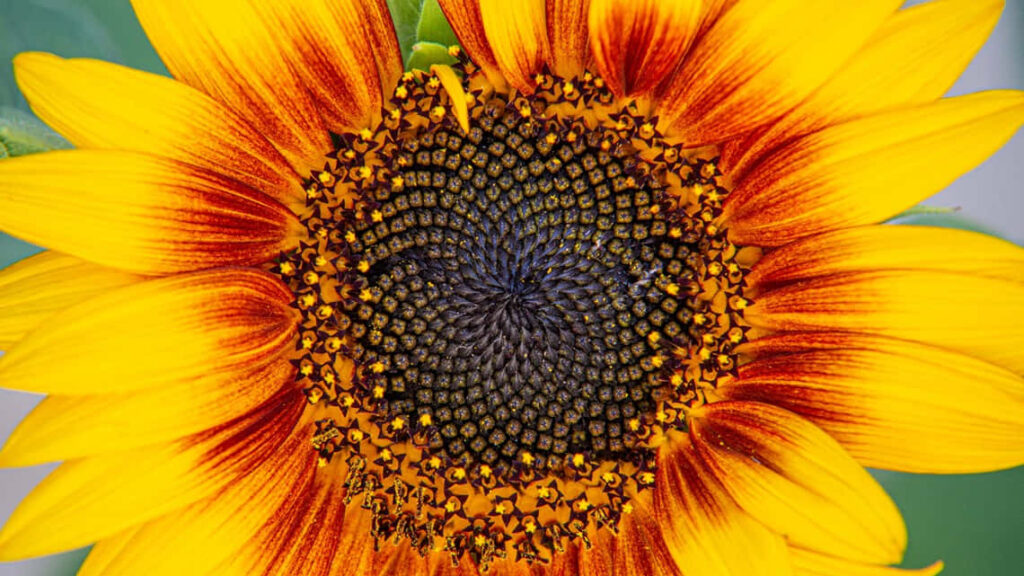Vibrant Close-Up of Sunflower: Warm Yellow Petals & Intricate Center Wallpaper
