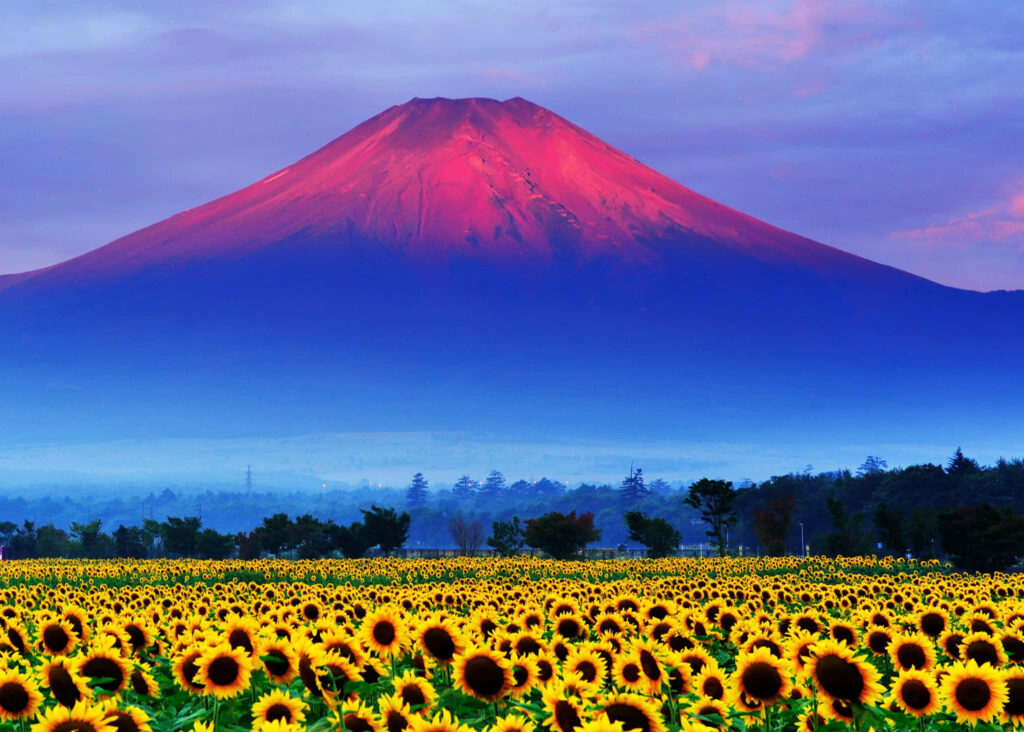 Vibrant Sunflower Field with Majestic Mount Fuji at Sunset Wallpaper