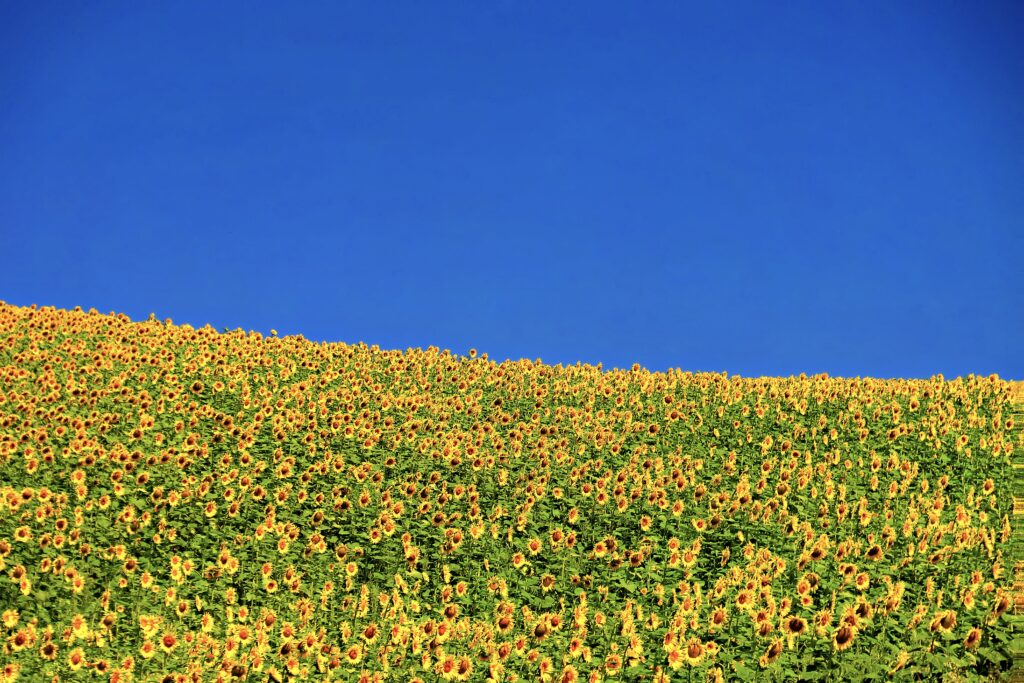 Vibrant Sunflower Field Against Clear Blue Sky - Cheerful Landscape Wallpaper