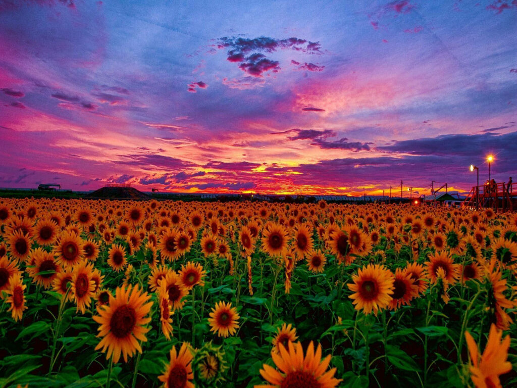 Vivid Sunflower Garden Wallpaper at Sunset - Serene Desktop Background