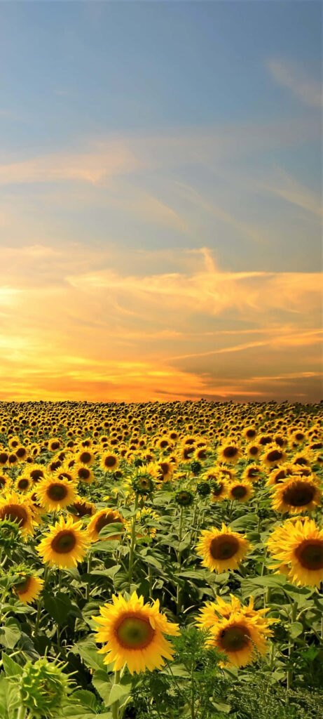 Serene Sunflower Field at Sunset - Vibrant Landscape Wallpaper