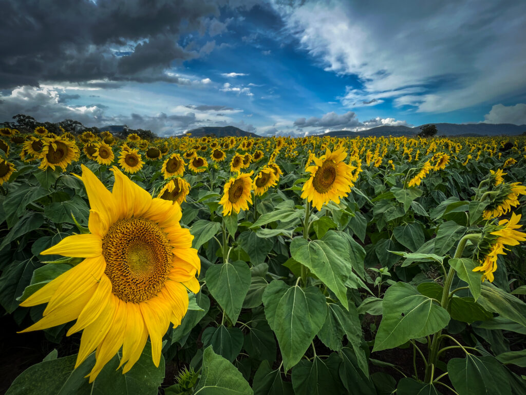 Stunning Sunflower Field Wallpaper Under Dramatic Sky Background