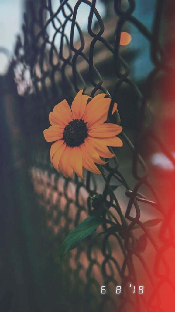 Vibrant Sunflower Wallpaper: Nature's Beauty Behind a Chain-Link Fence