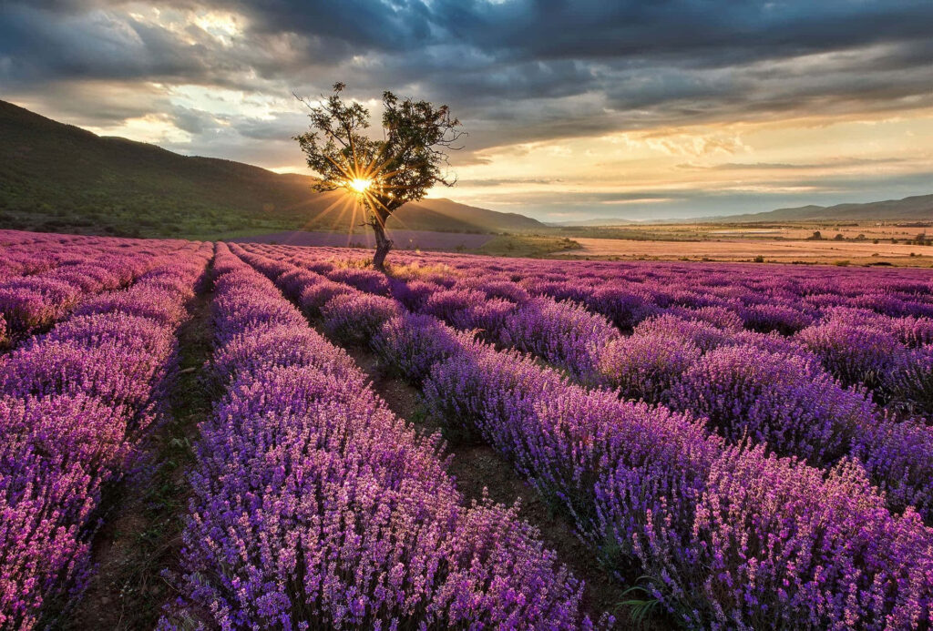 Serene Sunrise Over Lavender Field - Stunning Mountain Background Wallpaper