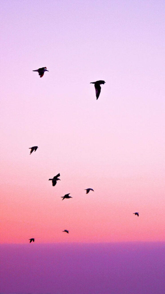 Stunning iPhone Wallpaper: Birds Silhouetted Against Sunset Sky