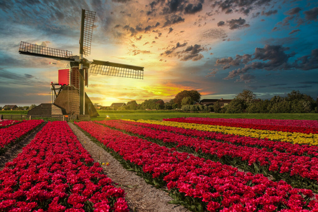 Breathtaking Dutch Windmill & Tulip Fields Wallpaper at Sunset