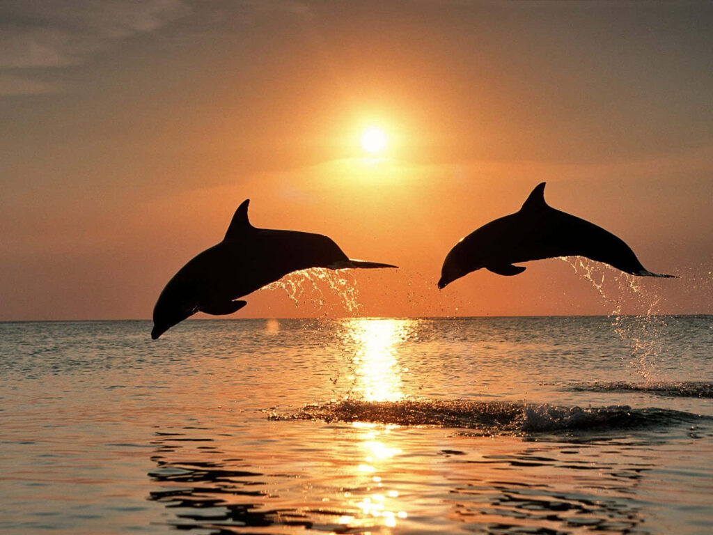 Stunning Dolphin Sunset Wallpaper: Golden Ocean Background