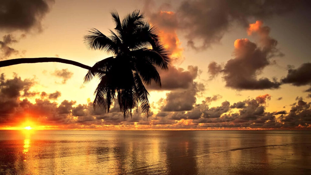 Stunning Sunset Wallpaper: Tranquil Ocean & Palm Tree Background