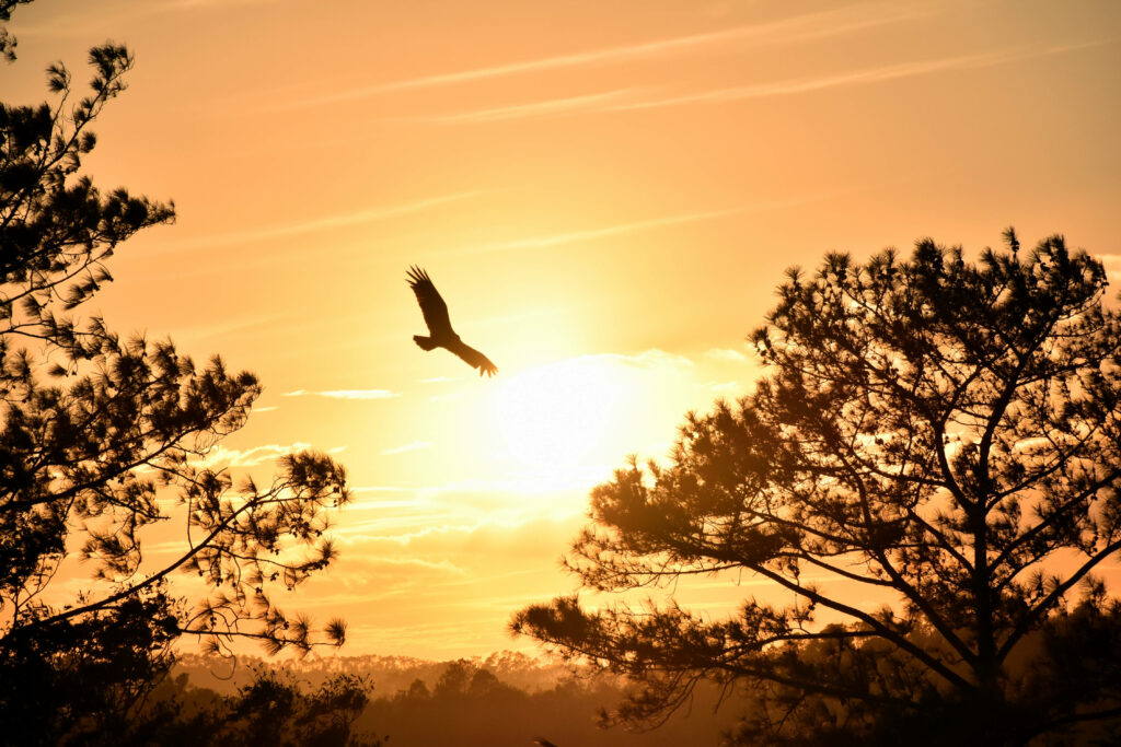 Silhouetted Bird at Sunset: Elegant Tree Branch Wallpaper Background