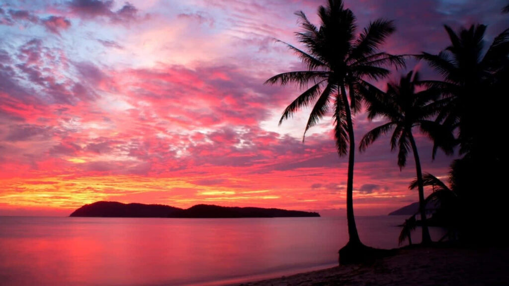 Vibrant Sunset Wallpaper: Silhouetted Palm Trees & Colorful Sky