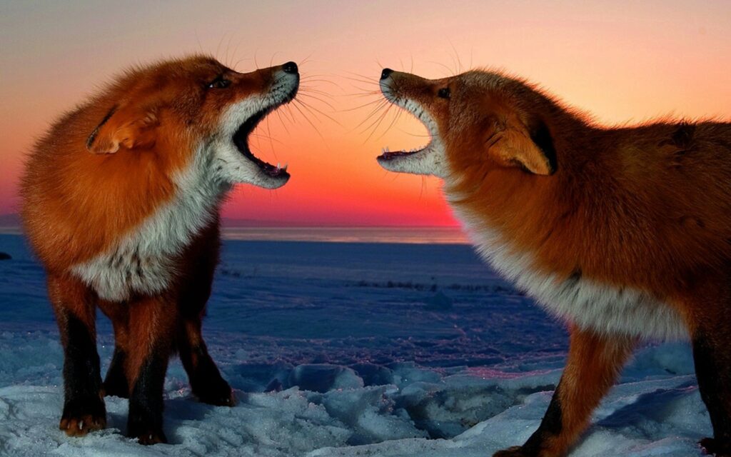 Foxes in Dynamic Confrontation at Stunning Sunset - Nature Wallpaper