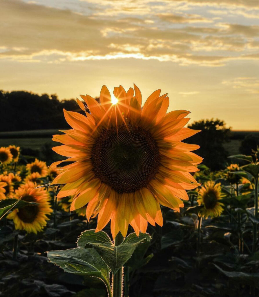 Stunning Sunset Wallpaper: Sunflower in Serene Vibrant Landscape
