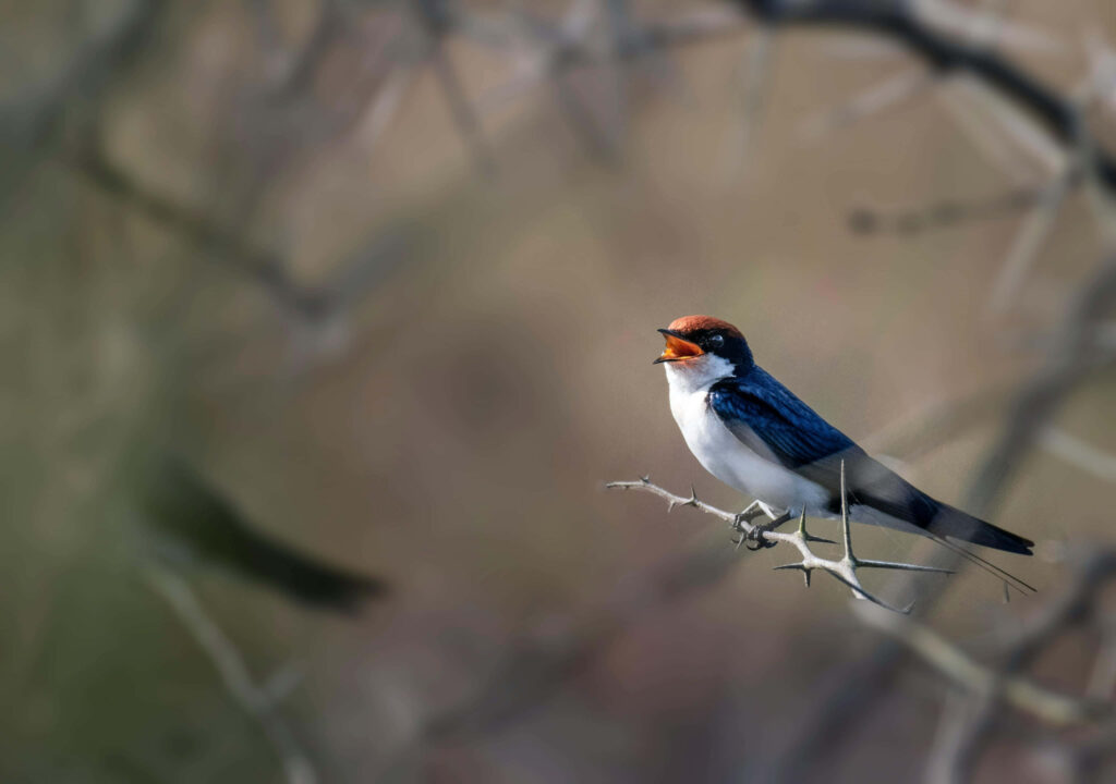 Vibrant Swallow Wallpaper: Blue & White Bird on Delicate Branch
