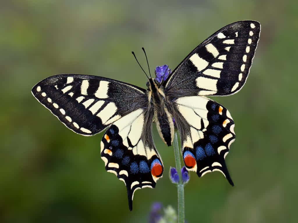 Swallowtail Butterfly Close-Up on Vibrant Flower | Wallpaper Background