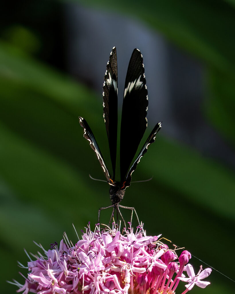 Stunning Swallowtail Butterfly Macro Wallpaper on Pink Flowers