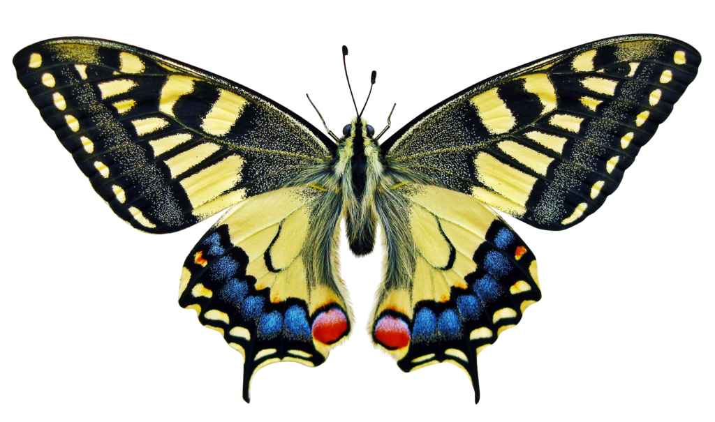 Vibrant Swallowtail Butterfly PNG - Stunning Nature Wallpaper