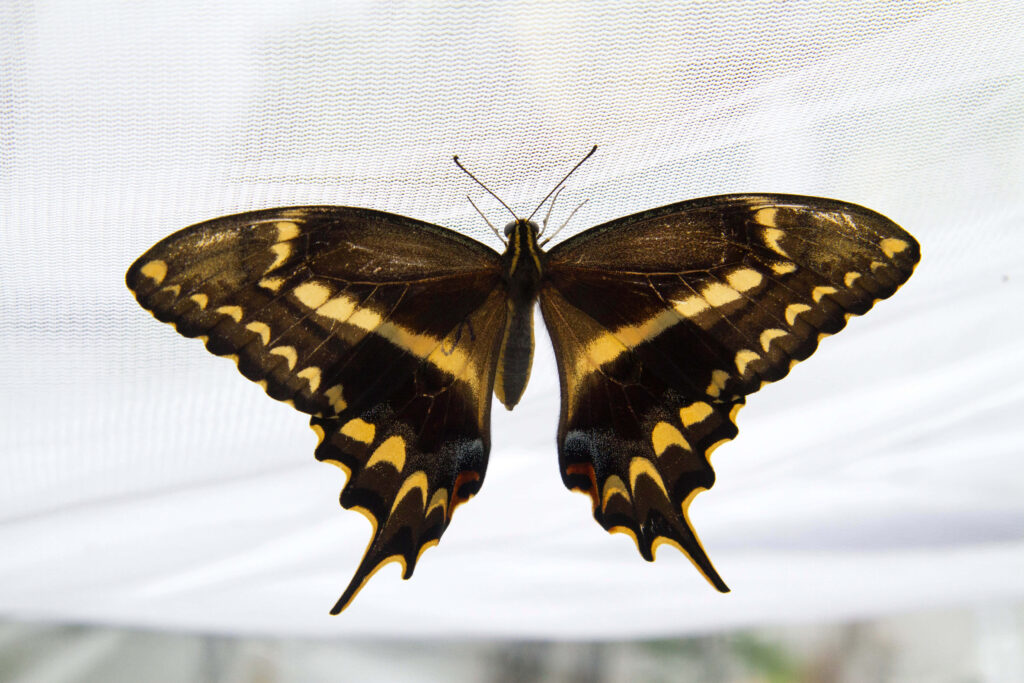 Stunning Swallowtail Butterfly Wallpaper: Vivid Colors & Intricate Patterns